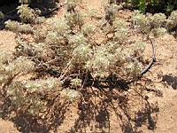 Absinthe - Artemisia absinthium (en Corse) (01) (Photo F. Mrugala)